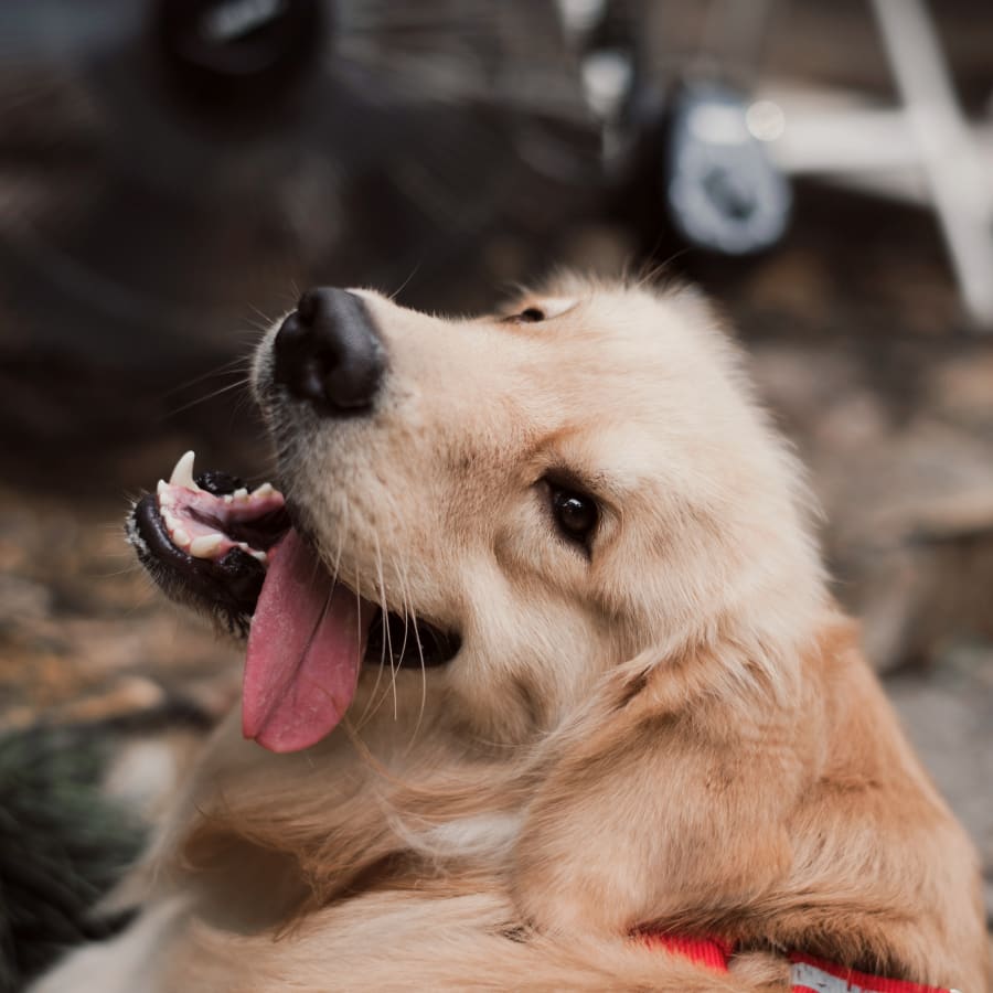 A dog rests on a stone with its tongue playfully sticking out at Steinway Court Veterinarian