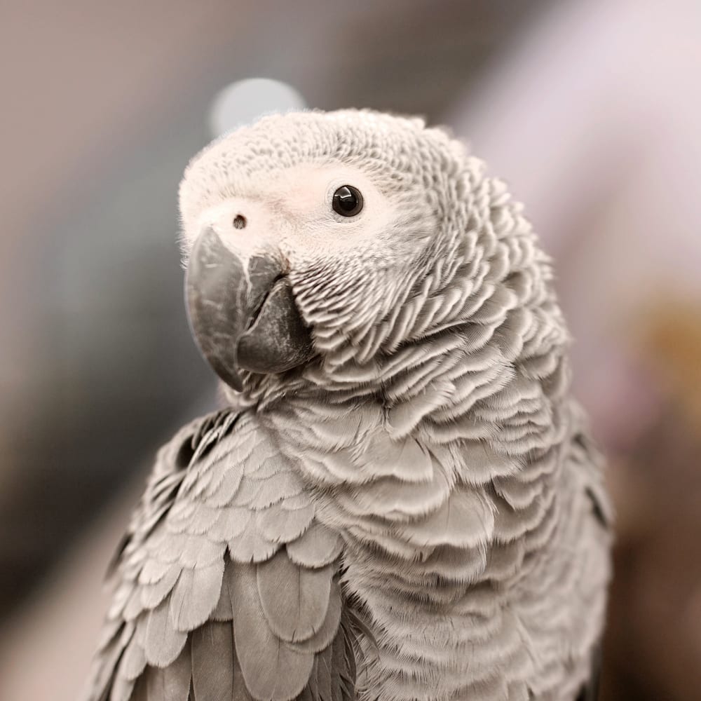 Avian & Exotic Vet Services, Astoria Veterinarians