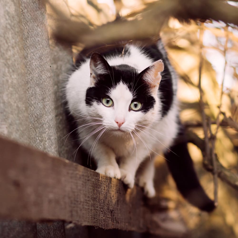 Cat is preparing to jump, Vet Diagnostic & Lab in Astoria