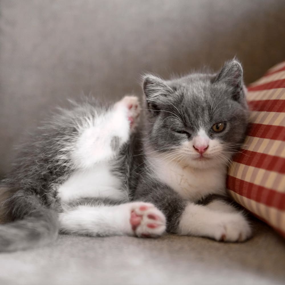 A  kitten is peacefully resting after the kitten vet checkup at Steinway Court Veterinarian