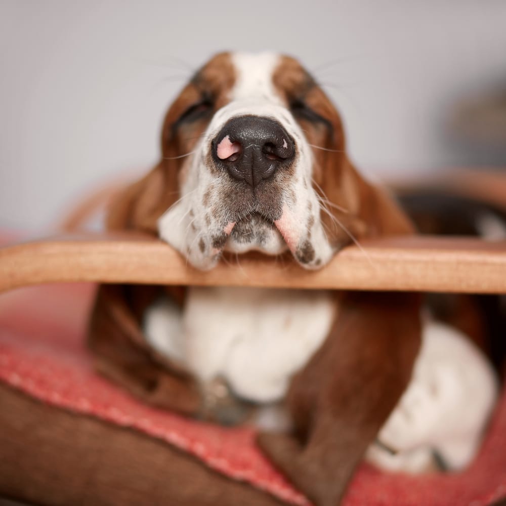 A dog prepared for a veterinary surgery in Astoria