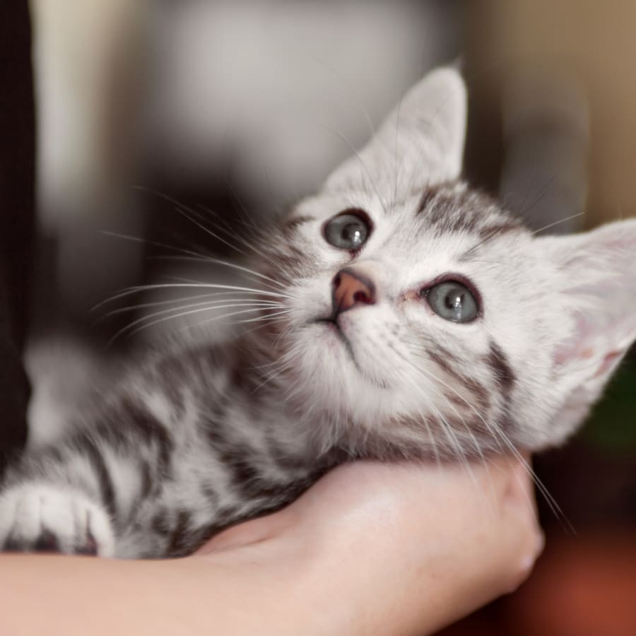 Relaxed kitten after vaccination at our Astoria clinic